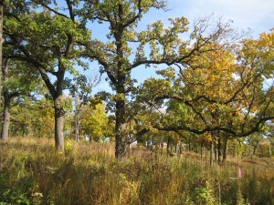 Bur-oak-savanna-fall
